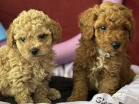 Mükemmel Kaliteli Oyuncak gibi poodle yavrularımız
