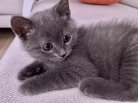 Erkek Scottish Shorthair