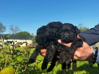 Toy poodle yavrular