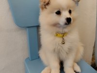 Pomeranian spitz