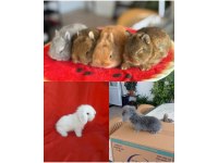 Cüce ve Lop Irkı Tavşan