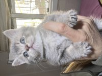British shorthair yavrularımız ailelerini beklemektedir