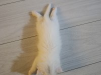 Minik yavru kedim yuva arıyorum