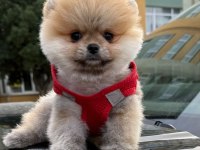Safkan Pomeranian Boo Bebekler