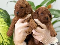 ÇANAKKALEDE TOY POODLE YAVRULARIMIZ