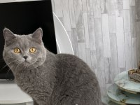 British shorthair erkek 7 aylık