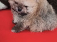 Orijinal Pomeranian Boo