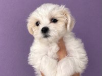 Maltese Terrier Yavrular