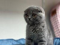 KOCA KAFA KEDİLERİMİZ AA KALITE SAFKANDIR