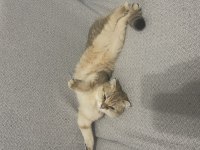 Scottish fold golden dişi