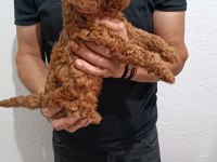 Anne Altından Poodle Yavrular