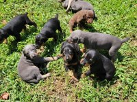 Afacan Doberman bebekler kapıda ödeme mevcuttur