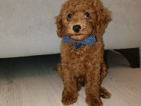 İzmirde Kore Poodle Yavru