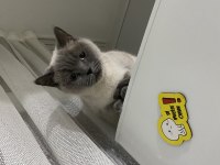 Ücretsiz british shorthair (blue point)