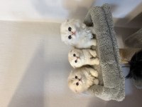 Rusya Kanı Scottish Fold Yavrularımız
