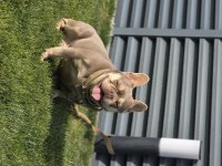 İsabella tan french bulldog (Fluffy-coco) carrier