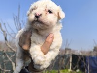 Terrier yavrularımız