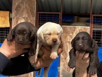 Sevimli Labrador bebeklerimiz