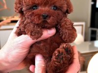 TOY POODLE SAĞLIK GARANTİLİ