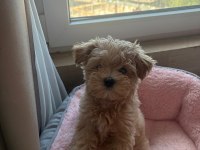 Kore teacup maltipoo yavrular