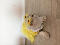 Safkan şecereli dişi british shorthair