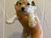 KORE MALTİPOO YAVRULARIMIZ