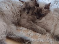 Ragdoll Lilly ve Mia