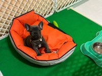 Satılık blue erkek 2 aylık french bulldog
