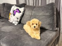 Ailemizde Büyüyen Maltipoo Bebeklerim