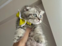 Yavru prenses scottish fold