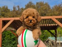 HİPOALERJANİK TOY POODLE BEBEKLERİMİZ