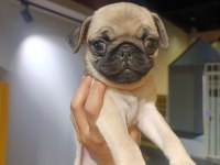 Çiş pedi eğitimli erkek pug bebek
