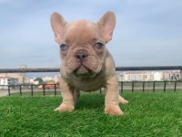 Kalıcı Renkli Gözlü Irk Garantili French Bulldog Yavrularım