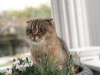 Scottish fold golen NY25 dişi
