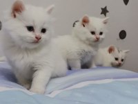 British longhair kalite bakımlı yavrular