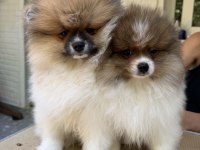 Saf kan Pomeranian boo dişi party color