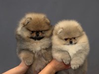 Show kalite a class pomeranian boo erkek dişi