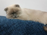 Scottish fold kızımıza yeni yuva arıyoruz