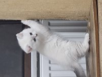 Yavru kedilerimin iddiasına bi bakın