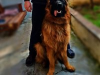 A kalite beslemek isteyenler buyursun alman kurdu