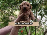 Orijinal Toy Poodle