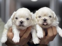 İmperial pekingese yavrular