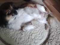 Pekinez köpeğimizi sahiplendiriyoruz
