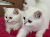 En güzel british shorthair ve longhair yavrular