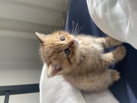 British shorthair kedimiz