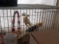 Çift halinde verilecek sultan papağanı