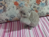 Harika sevimli ve uyumlu bir kedimiz