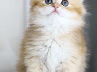 Gülen Tospik British Longhair