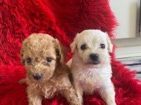Güzel maltipoo yavrular yeni yuvalarını arıyor