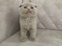 Ayı surat top kafa FAWN rengi dişi bebiş scottish fold